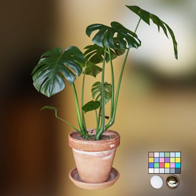 Vray 5.1 Materiales de vegetación con Thin Walled y SSS