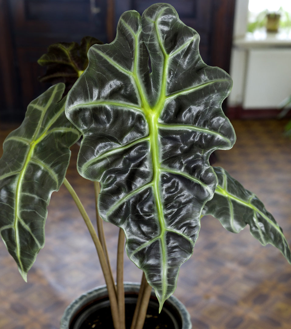 Alocasia Leaf (Black Patina) – Earthmade Goods