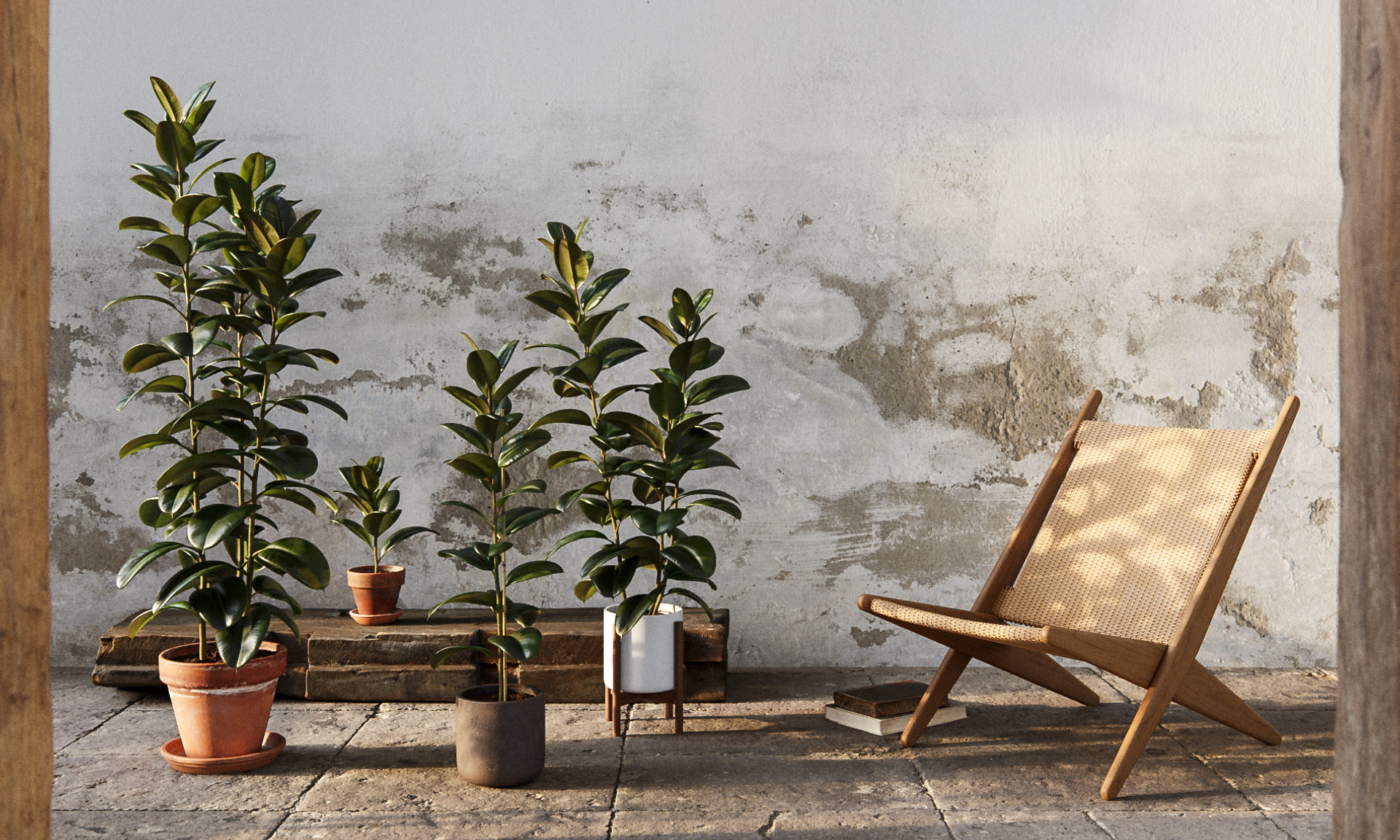 Interior Plants Ficus elastica | 3DCollective